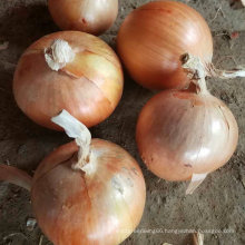 Exported Standard Quality of Chinese Fresh Yellow Onion